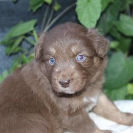 Girl 1 - Red tri-color female Australian Shepherd puppy in Hillsboro, Ohio from Sugar Grove Farms