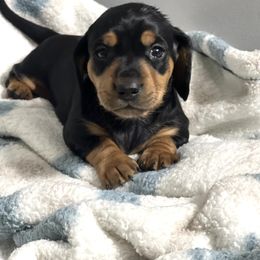Dachshund Puppies from Dachshund world
