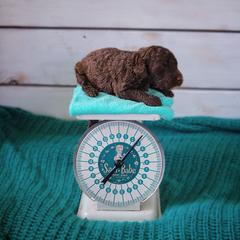 Saint Berdoodle, Poodle, Labradoodle, and Goldendoodle Puppies from Dent’s Doodles
