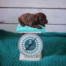 Saint Berdoodle, Poodle, Labradoodle, and Goldendoodle Puppies from Dent’s Doodles