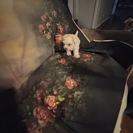 Daisy - White female Maltese puppy in Walker County, Georgia from Heltons Little Gems
