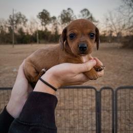 Noel - Dapple female Dachshund puppy in Lumber City, Georgia from CarolinaDachshunds