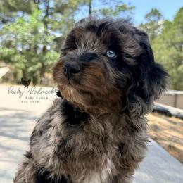 Armada - Blue merle male Aussiedoodle puppy in Colorado Springs, Colorado from Pesky Redneck Mini Ranch
