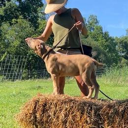 KMA - Fawn female Boerboel puppy in Pennsylvania from Cold River Boerboels