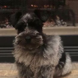 Delilah - Miniature Schnauzer