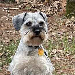 Oscar - Miniature Schnauzer