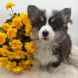 Malcolm - Black and tan male Pembroke Welsh Corgi puppy in Minooka, Illinois from Lucky J Corgis