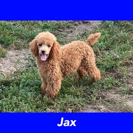 Jax - Poodle