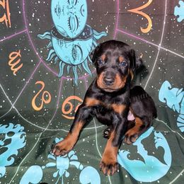 Tan - Black and rust male Doberman Pinscher puppy in Louisville, Kentucky from Ruiz Dobermans