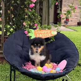 Vernon - Black white and tan Collie puppy in Carencro, Louisiana from Cajun Bayou's Collies