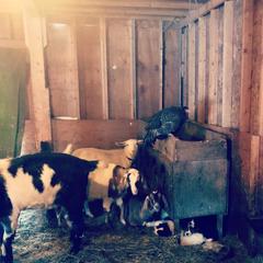 Karakachan Puppies from Karluk Acres Karakachans