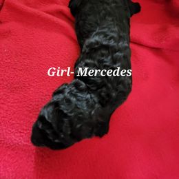 Mercedes - Poodle puppy in Burleson, Texas from Patriotic Poodles