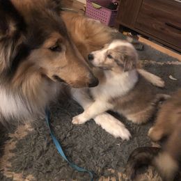 Collie Puppies from Highland Moor Kennel