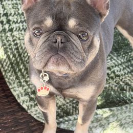 French Bulldog puppies from KM French Bulldogs
