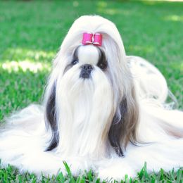 Lily - Shih Tzu
