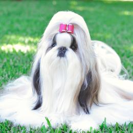Lily - Shih Tzu