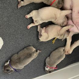French Bulldog Puppies from Orderofthebulldogs, LLC