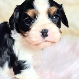 Hudson - Tri-color male Cavalier King Charles Spaniel puppy in Marshfield, Missouri from Puppyloversplace
