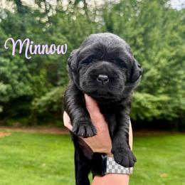 Minnow - Black female Labrador Retriever puppy in Lenoir, North Carolina from Wooten Retrievers