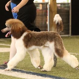 Yavanna - Sable female Poodle puppy in Berea, Kentucky from Legacy Poodles