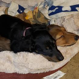 Dachshunds from Coat of Many Colors