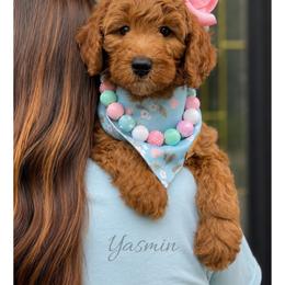 Yasmin - Red  female Goldendoodle puppy in State Road, North Carolina from Must Love Doodles