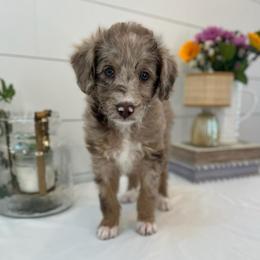 Susan - White and red merle female Bordoodle puppy in Valley Center, California from Circle R Valley Bordoodls