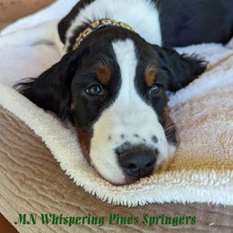 English Springer Spaniel All Grown Up from MN Whispering Pines Springers