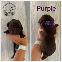 Purple - Chocolate female Labrador Retriever puppy in Ste. Genevieve, Missouri from Megans Labradors