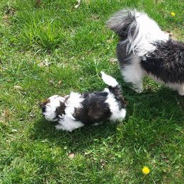 Shih Tzu Puppies from Country Blessed Shih Tzus