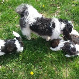 Shih Tzu Puppies from Country Blessed Shih Tzus