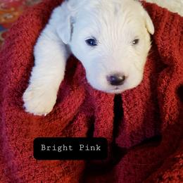 Pink - White female Great Pyrenees puppy in Yucaipa, California from Rusty Horse Ranch Great Pyrenees