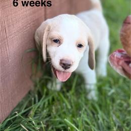 Jax - Tan and white male Beagle puppy in Rogersville, Missouri from Hales Little Beagle Haven