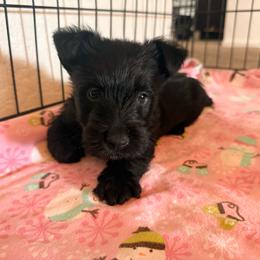 Pepper - Black female Scottish Terrier puppy in Victorville, California from Santas Scotties
