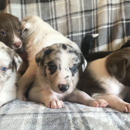 Border Collie Puppies from By Design Farm