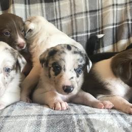 Border Collie Puppies from By Design Farm