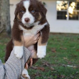 Australian Shepherd Puppies from Covenant View Farm Australian Shepherds