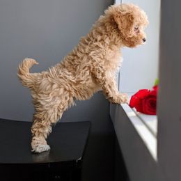 Bernedoodle and Cavapoo Puppies from Wag'in Tails