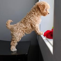 Bernedoodle and Cavapoo Puppies from Wag'in Tails