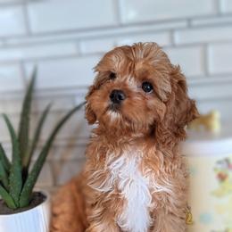 Rusty - Red male Cavapoo puppy in Caldwell, Idaho from Terrace Cav's