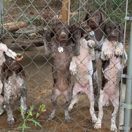 German Shorthaired Pointers from Double Bridges GSPs