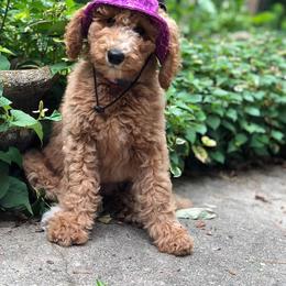 Goldendoodle Puppies from Carolina Doodles