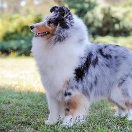 Shetland Sheepdogs from Orion Shelties