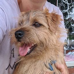 Kiki - Norfolk Terrier