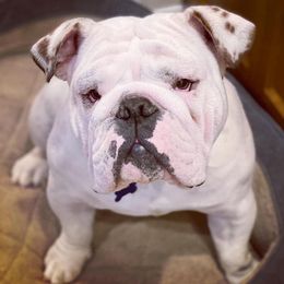 Bulldogs from Trevino’s Bulldogs