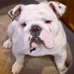 Bulldogs from Trevino’s Bulldogs