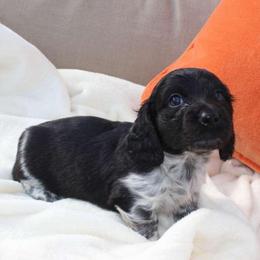 Scooby (2675) - Piebald male Dachshund puppy in Sonora, Kentucky from Maple Hill Miniature Dachshunds