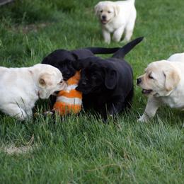 Labrador Retriever Puppies from Zumi's Labs