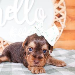 Callie - Chocolate and tan female Yorkshire Terrier puppy in Hugo, Oklahoma from Ann R.