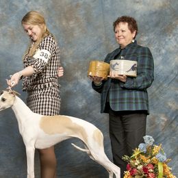 Whippets from Rosmoor Whippets
